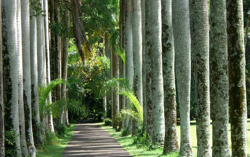 Palm-alley-Pamplemousses-Botanical-Garden1_841x530