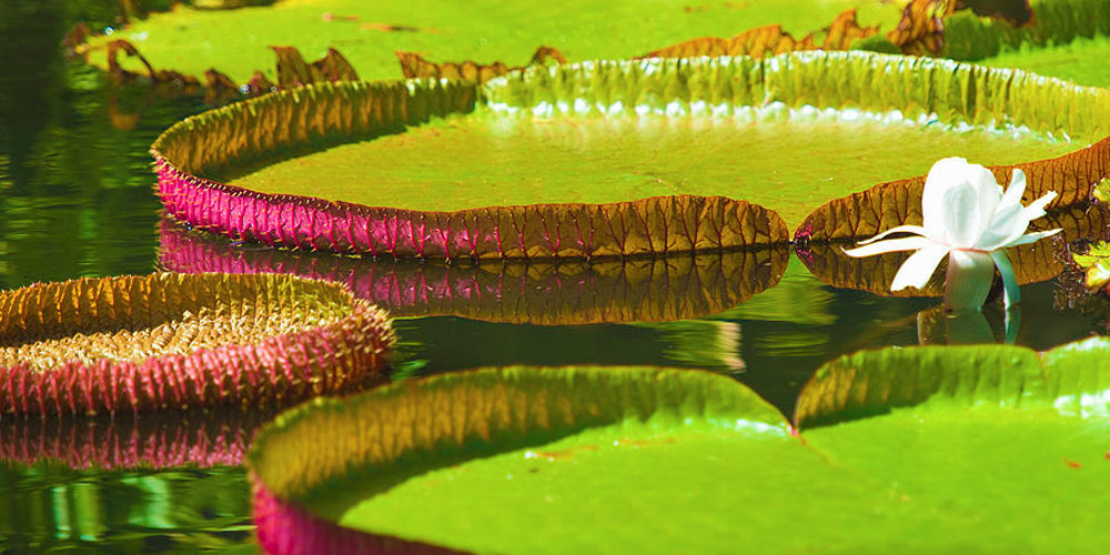 mauritius-national-botanical-garden (3)