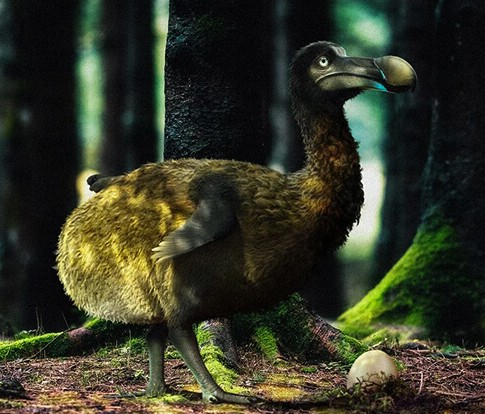 description-of-the-dodo
